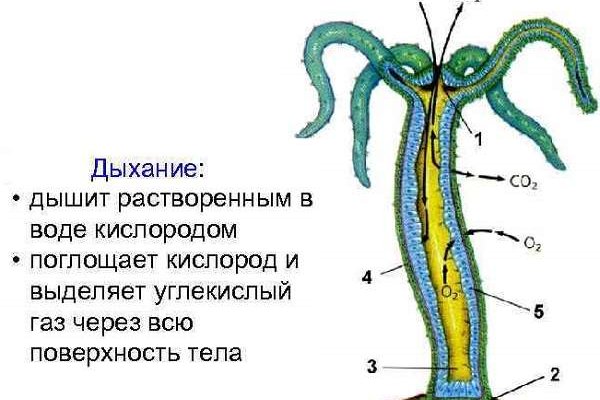 Кракен зеркало рабочее на сегодня krakenat2krnkrnk com